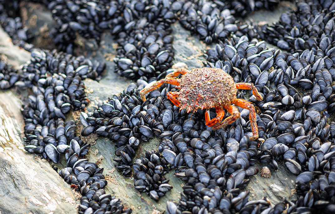 spider crab Britain