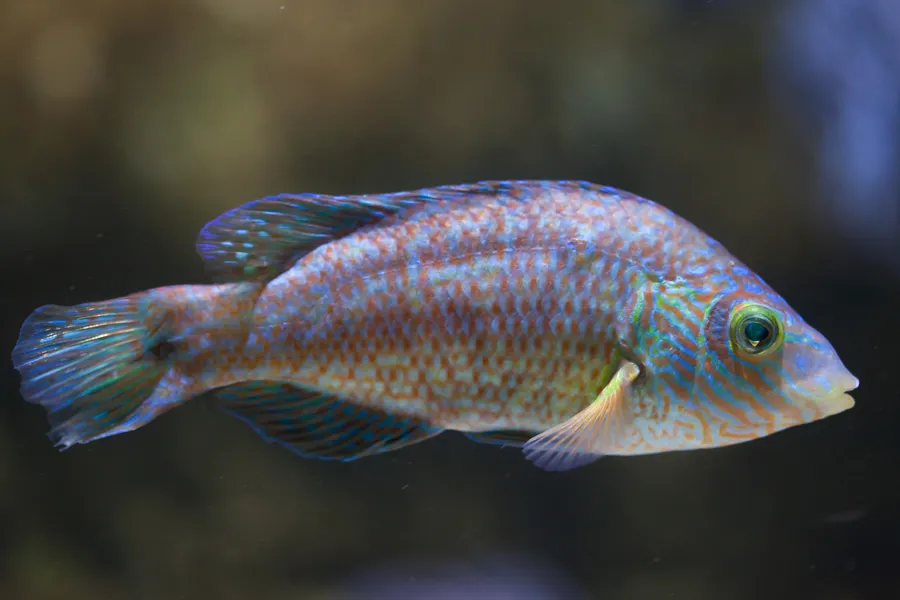 Corkwing Wrasse