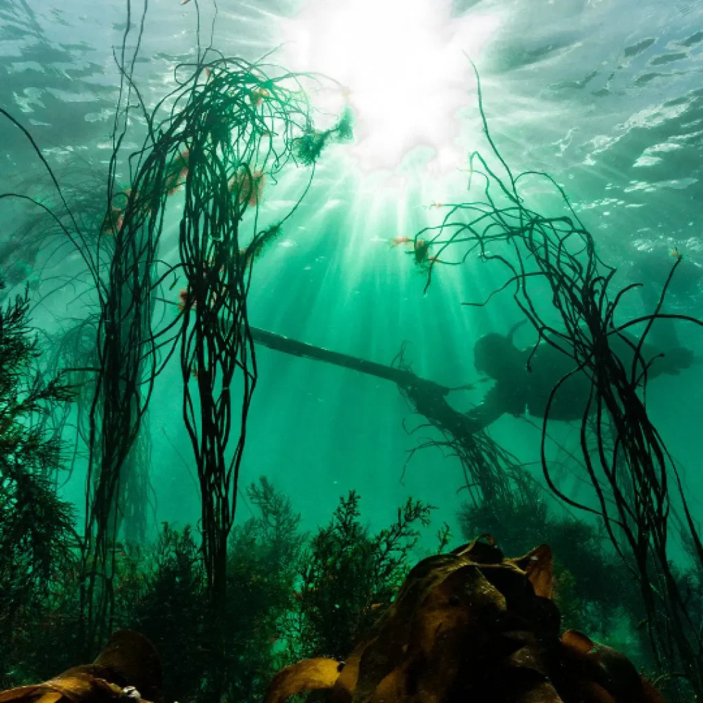 spearfishing